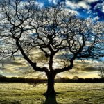 Tree silhouetted against sky