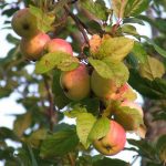 Apples on the tree