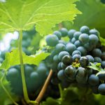 Grapes on the vine