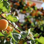 Apricots on the tree