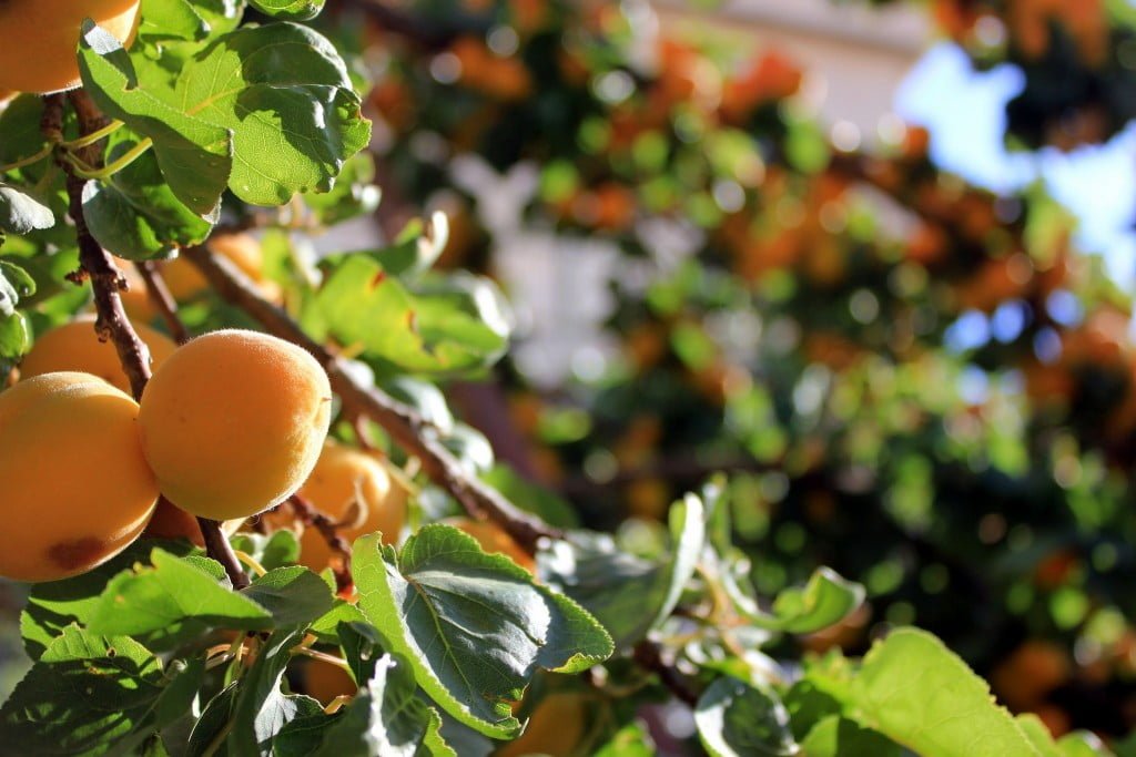 Apricots on the tree