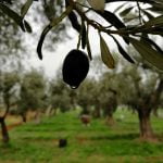 An olive on a tree.